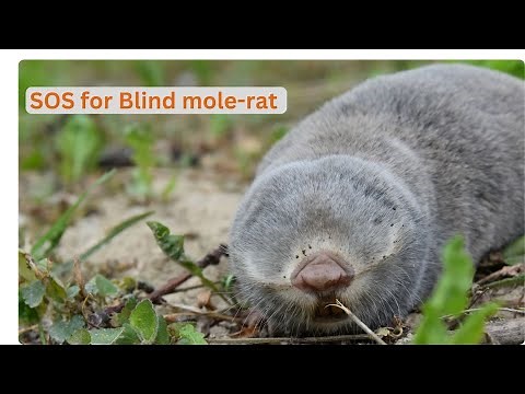 Blind mole-rat rediscovered in Croatia - SOS for Blind mole-rat