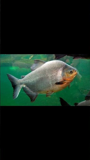 🦷🐟Amazing Fish: The Pacu and Its Human-Like Teeth 🐟