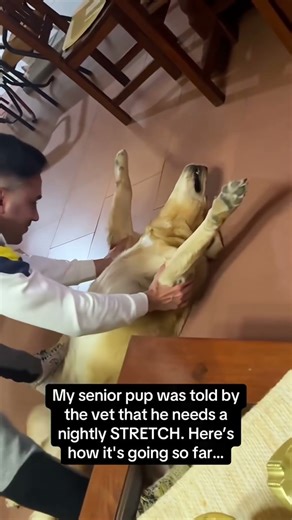 Dogs Doing Tricks That Will Blow Your Mind #MindBlowingDogs #FunnyPets