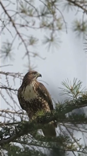 This red tailed hawk was nervously watching out for crows.