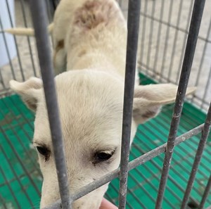 275 reactions · 17 shares | 浪愛回家下鄉浪浪犬貓結育活動 每每在協助帶紮遇到傷病犬貓時...