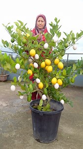 26K views · 108 reactions | Unique & astonished result || how to grow egg at lemon tree || Experiment planting tips & tricks #highlight #fblifestyle #reelsviralシfb #tricks #Amazing #shortsvideos #reels #shorts #highlights | Rana Craft | Facebook