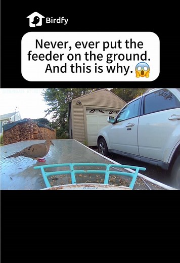 OMG😳😳😳 #nature #bird #birds #birdsoftiktok #birdtok #avian #aves #birdtiktok #birdtok #aves #avian #birdtiktok #mimicbird #citybirds #birdfy