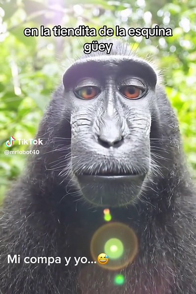 Chango: Consejos y Momentos Divertidos