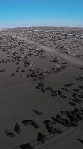 20 reactions · 15 shares | These companies own dozens of brand names all over the world, from Pilgrim’s Pride and Smithfield to Jimmy Dean and more. By controlling 40% or more of sales, they have become an oligarchy, or a shared monopoly. Learn more about the consolidation of our food system: https://thetransfarmationproject.org/blog/corporate-control/. | The Transfarmation Project | Facebook