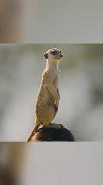 Meerkats Keeping an Eye Out 👀 | Animal Genius | ‪@natgeokids‬