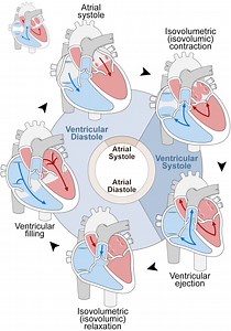Cardiac Cycle Simulation A guided interactive exploration of the...