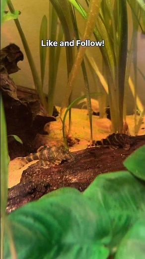 I spotted my L103 pleco’s finally!