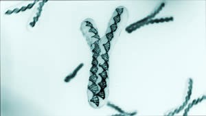 The Male ‘Y’ Chromosome is Degenerating, Here’s What That Means for the Future of the Human Race