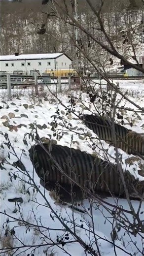 Blue Train #travel #train #snow