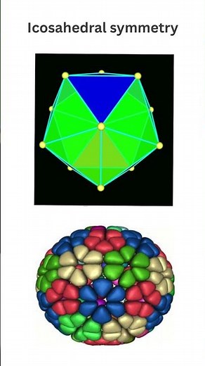 Capsid Symmetries Explained | Icosahedral, Helical & Complex Virus Structures
