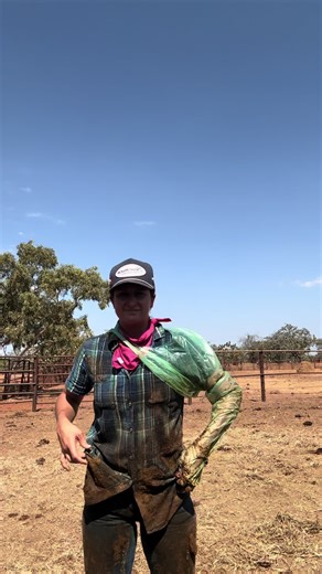 Woman in Agriculture: Pregnancy Testing on a Cattle Station