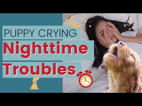 How To Stop Puppy Crying At Night