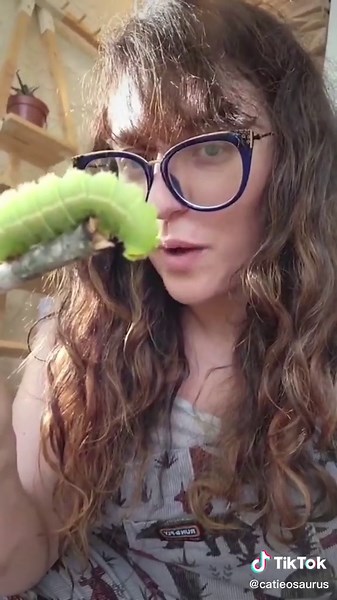 secondary follow up question is this actually a caterpillar or like a small snake #caterpillar #bugs #bugslife #science #catieadhd