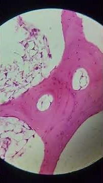 Human finger at 25x, 40x, 100x, 200x and 400x magnification | Finger under the microscope 🔬