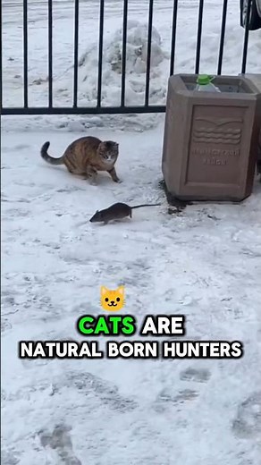 Why Do Cats Play with Their Prey? (It’s Not Just Cruel)