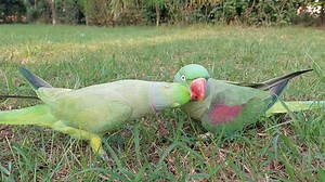 Funny Talking Ringneck Parrot Love Alexandrine Parrot | Parrot Paradise