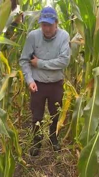 Week 18 documentation of a cover crop interseeded into a corn field near the Dodge Co Fairgrounds WI