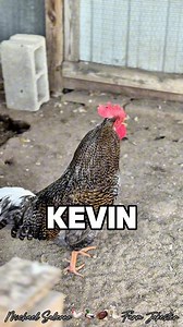 816K views · 2.2K reactions | Kevin the Cluckfather, Lord of Loud! Kevin!, Oh Kevin!, Kevin! #kevin #keven #kevon #kevyn #kevan #chickens #hen #hens #rooster #roosters #roostersofinstagram #nameyellingchicken #namescreamingchicken #chickensofinstagram #backyardchickens #humor #laugh #farmjokester #michaelsalerno | Michael Salerno | Facebook