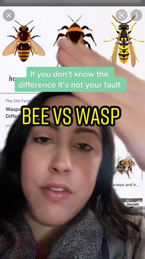 Bee vs Wasp: Understanding the Key Differences