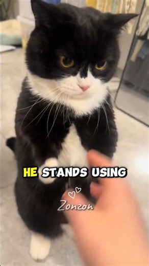 Unbelievable! This Cat Walks & Plays on Two Legs Like a Human! 🐾 | So Adorable! 🥰