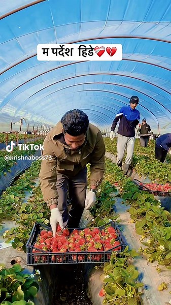 @Arjun Gurung🇳🇵🇷🇸🇬🇷 @Dhartima💗Bhumi🇳🇵🇪🇺🇬🇷 @Real Gurung🇳🇵🇷🇸🇬🇷 @sawrose🇬🇷 @Dhurba @Kajiiiiii 👤 #greece #viral_video #nepali #viral #nepalitiktok #fyp #grecee🇬🇷 #foryoupage #foryou #creatorsearchinsights #agriculture #europe #capcut