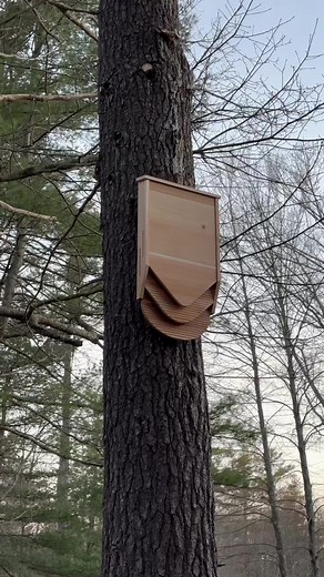 Creating a Habitat for Bats with Bat Bnb Bat House