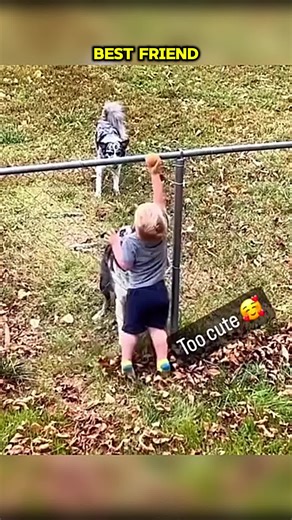 Witness the incredible bond and unwavering loyalty of a dog's heart. They truly are humanity's most devoted companions, offering comfort and friendship like no other. | We Love All Pitpulls