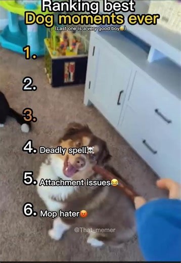 Funniest dog moments ever to cheer you up😁 #likeandsubscribe