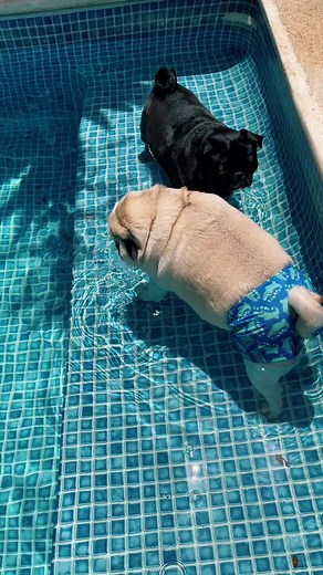 Pug nadando feliz na piscina sob o sol