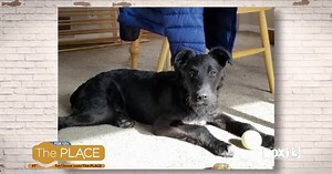 You could have your very own "Marley & Me" story with this sweet pup