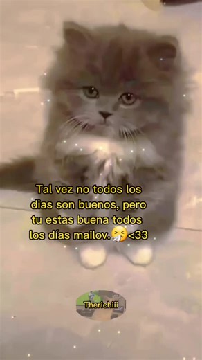 Fluffy Gray Kitten Moments: Playful and Adorable