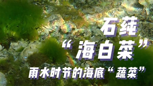石莼“海白菜”雨水时节的海底“蔬菜”