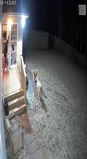 CCTV Footage: Wild Boar Attacks Dog Near Porch, Owner Defends with Shovel#WildBoarAttack#CCTVFootage