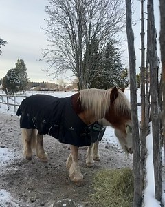 VIOLETTA KOMYSHAN on Instagram: "Months of ballet in Sweden ✨ I got to explore a new city every few days, dance in a new theatre practically every night and eat a saffron bun daily. It was truly magical. I’m obsessed with the country and its traditions and how incredible the audiences were. So grateful to close out the year with that experience."