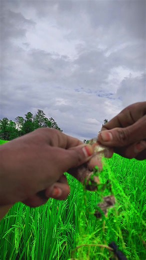 #nature #greenscreen