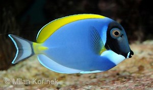 Acanthurus leucosternon - Alchetron, the free social encyclopedia