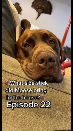 Moosey Finding Sticks with Moose the Chocolate Lab