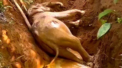 Wildlife workers rescue baby elephant from well with excavator in India