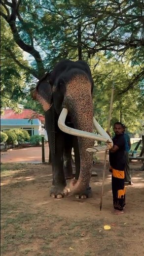 Majestic Sri Lankan Elephant in Natural Habitat 🐘 | Ceylon Voyager | Wildlife Adventure 4K 🌴”