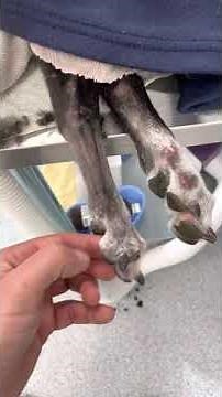 Where do you amputate the digit?