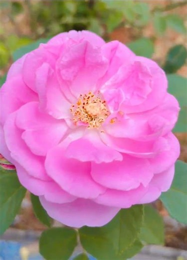 Women's Favourite pink Colour Rose in My garden#Beautiful pink Rose # Natural Desi Pink 🌹