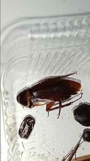 Life cycle of cockroach. Different types of cockroaches. #cockroach, #lifecockroach, #animalinsect