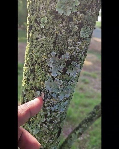 How to get rid of LICHENS?