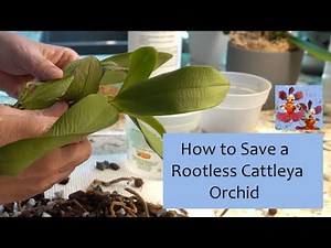 How to Save a Rootless Cattleya Orchid (Hopefully) | Sphag N Bag Rescue Method | Moss and Moisture
