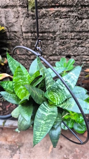Miniature Snake Plant in a Pot: Beautiful, Hardy, and Compact 🪴 #plants #naturallandscape #flowers