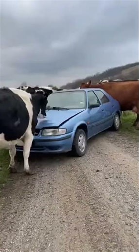 cows enjoing ride😆