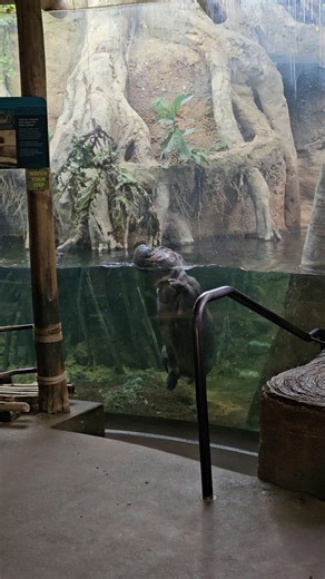 18K views · 502 reactions | Fueling your body is important! Pygmy hippos know all about that. These ungulates spend at least six hours of their day eating.  Kate N. | Lincoln Park Zoo | Facebook