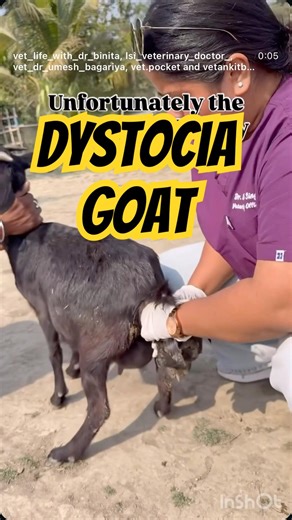 Goat Dystocia Case | Emergency Field Veterinary Care #vetlife #vetpocket #fieldvet #goatfarming