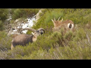 El celo de la cabra montés (Capra pyrenaica)